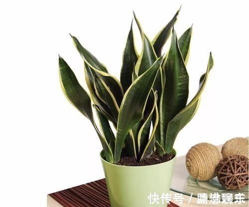 室内|17种适合生长在弱光处的室内植物,可以摆放在家里的任何角落