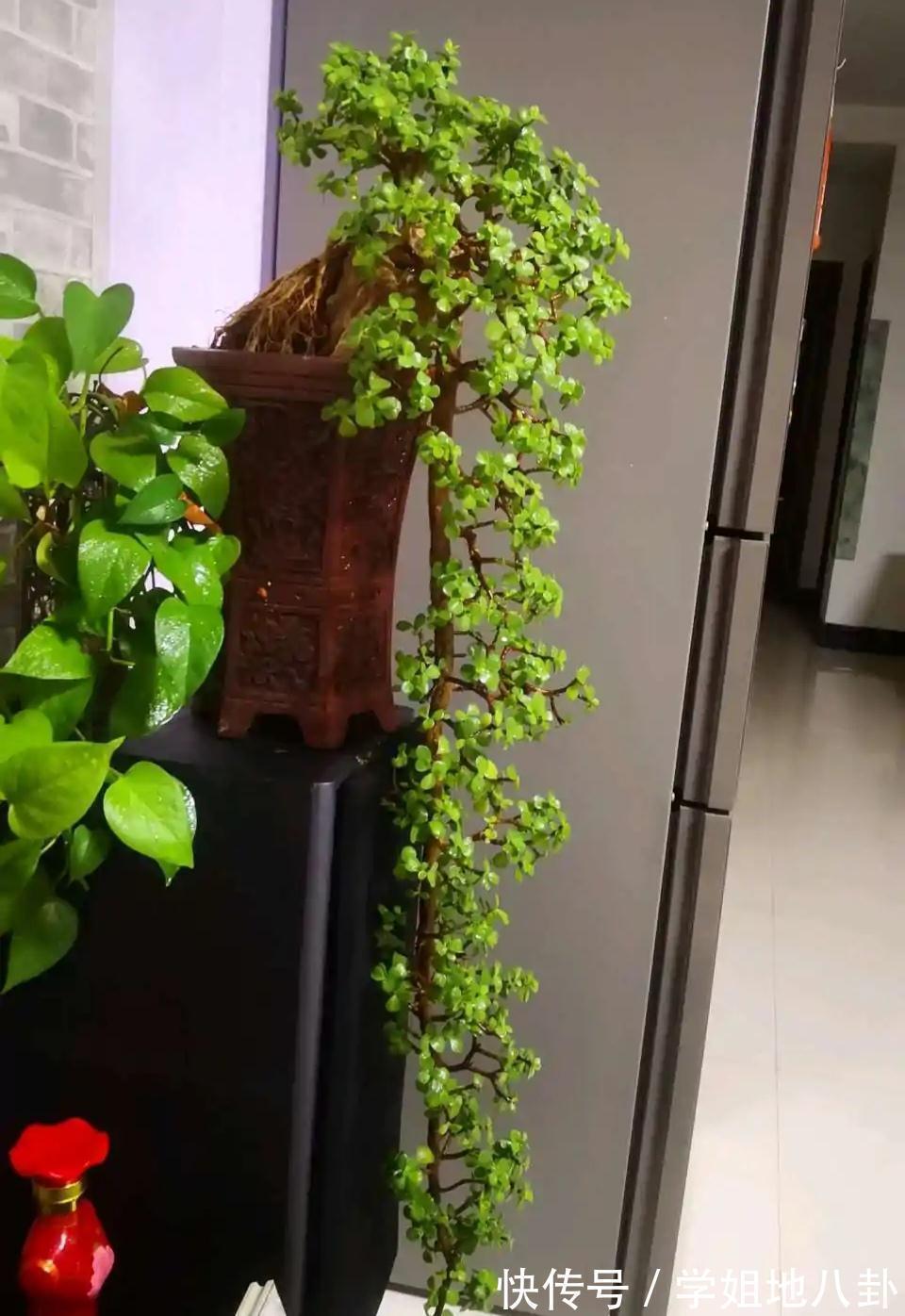 老桩|6种“懒人花”,堪称“不死花”,养成老桩几十年,旺家又值钱