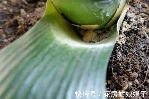 君子兰出现“根顶叶”现象,要及时发现,及时处理,否则危害大