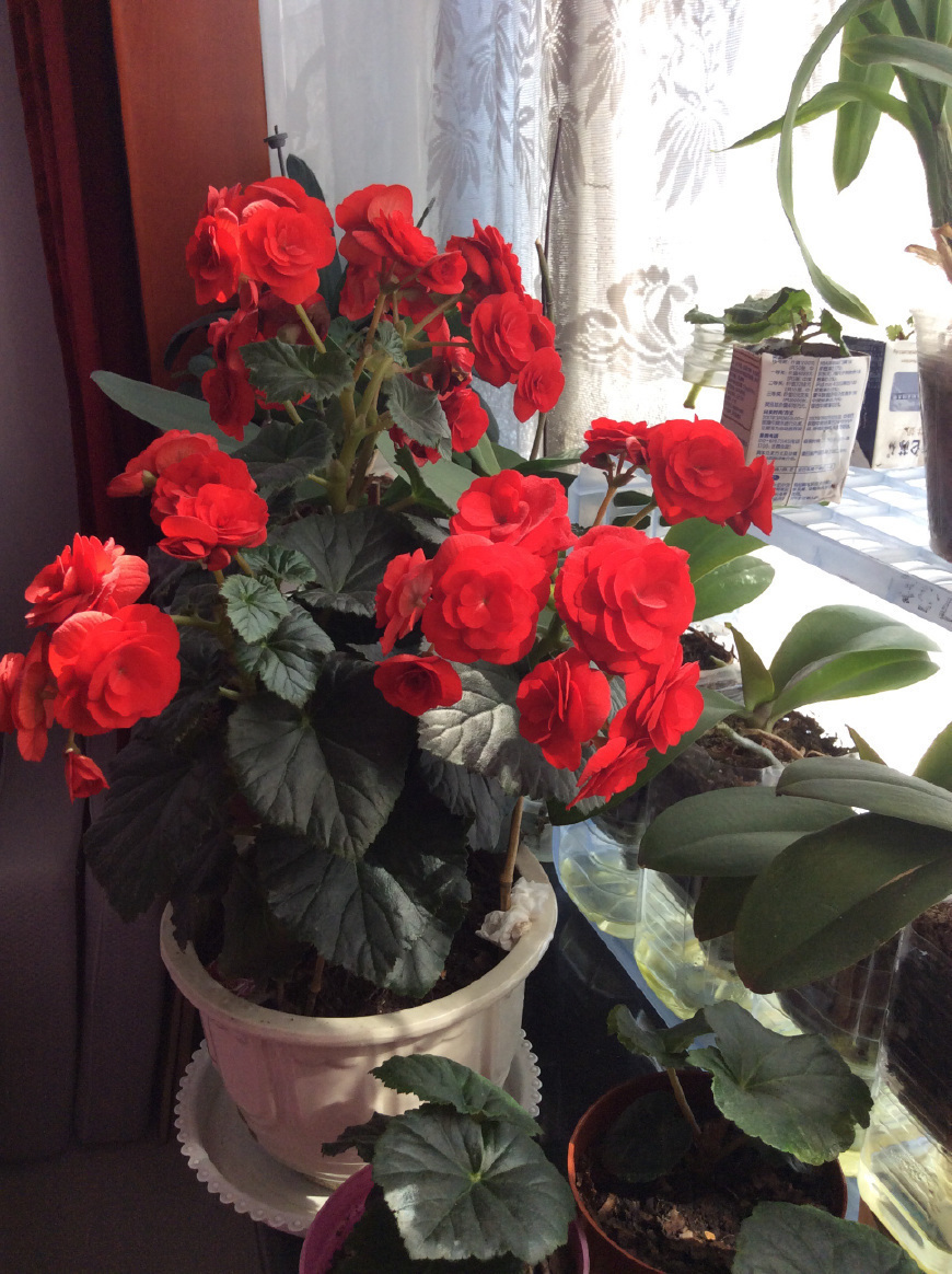 玫瑰海棠|非常漂亮的草本花卉,全年开花不停,被誉为玫瑰海棠