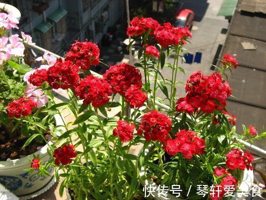 阳台|这几款植物养在家里,一年四季开花不断,阳台开成花海!
