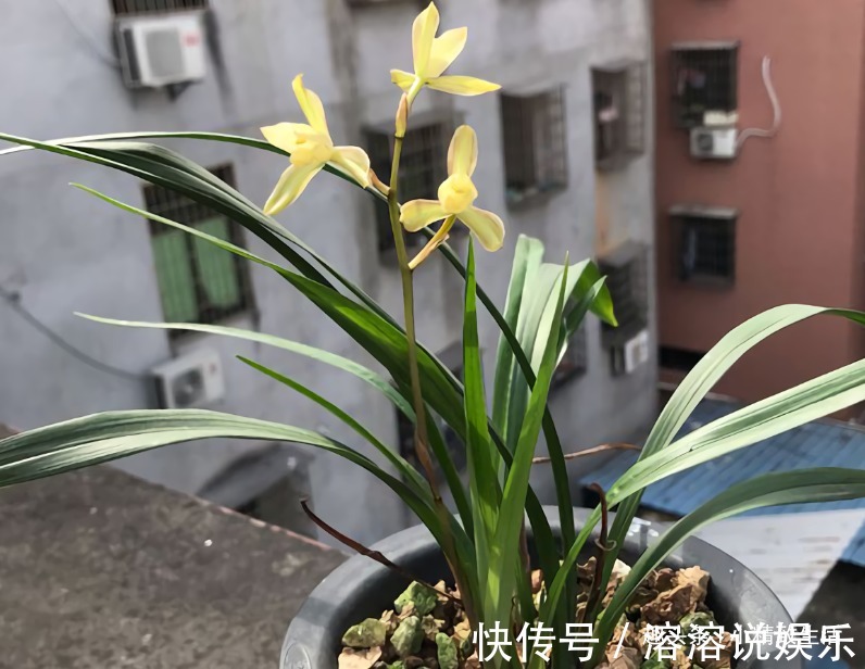 新手养兰花,要注意3点,先学会怎么养不死,再学怎么养好