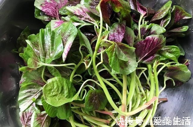 苋菜|它是蔬菜中的瑰宝，民间称“长寿菜”，立秋后要常吃，错过等1年