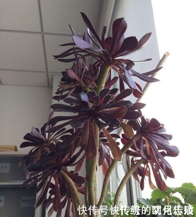 桂花|此花能当“传家宝”,一样就是几十年,老桩粗、叶子密!