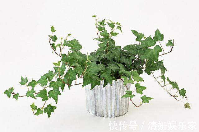 甲醛|别被卖花的忽悠了！有7种绿植才能去甲醛，放心入住新家