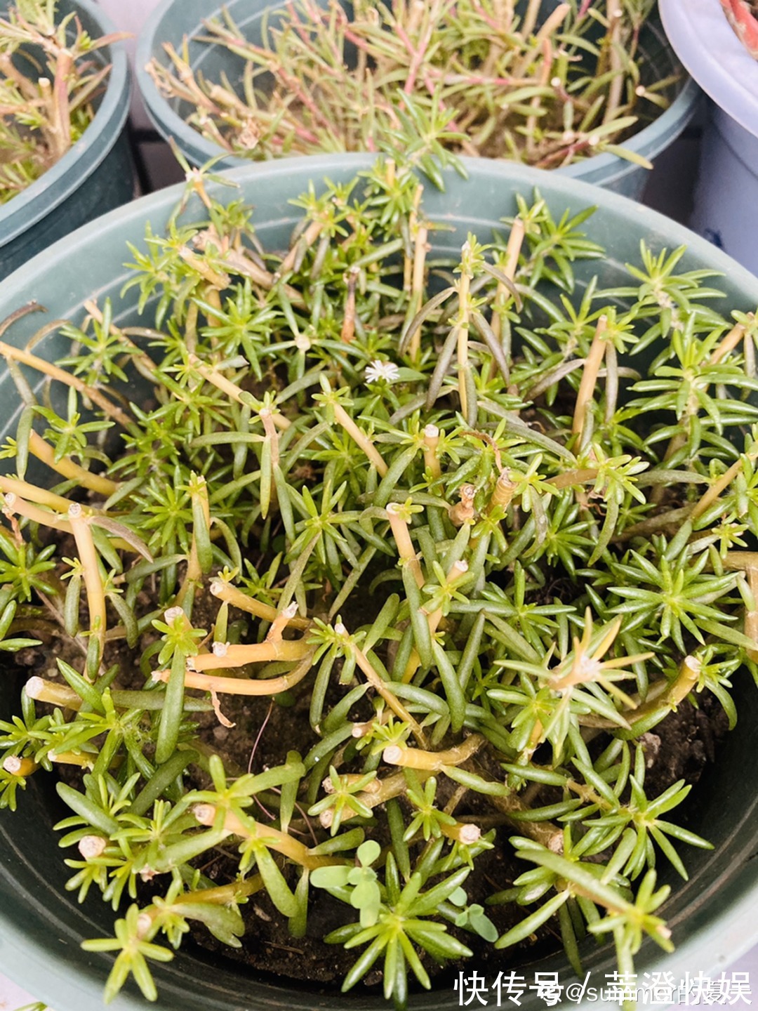 “折腾不死”的10种花,咋养都爆盆,懒人最适合!