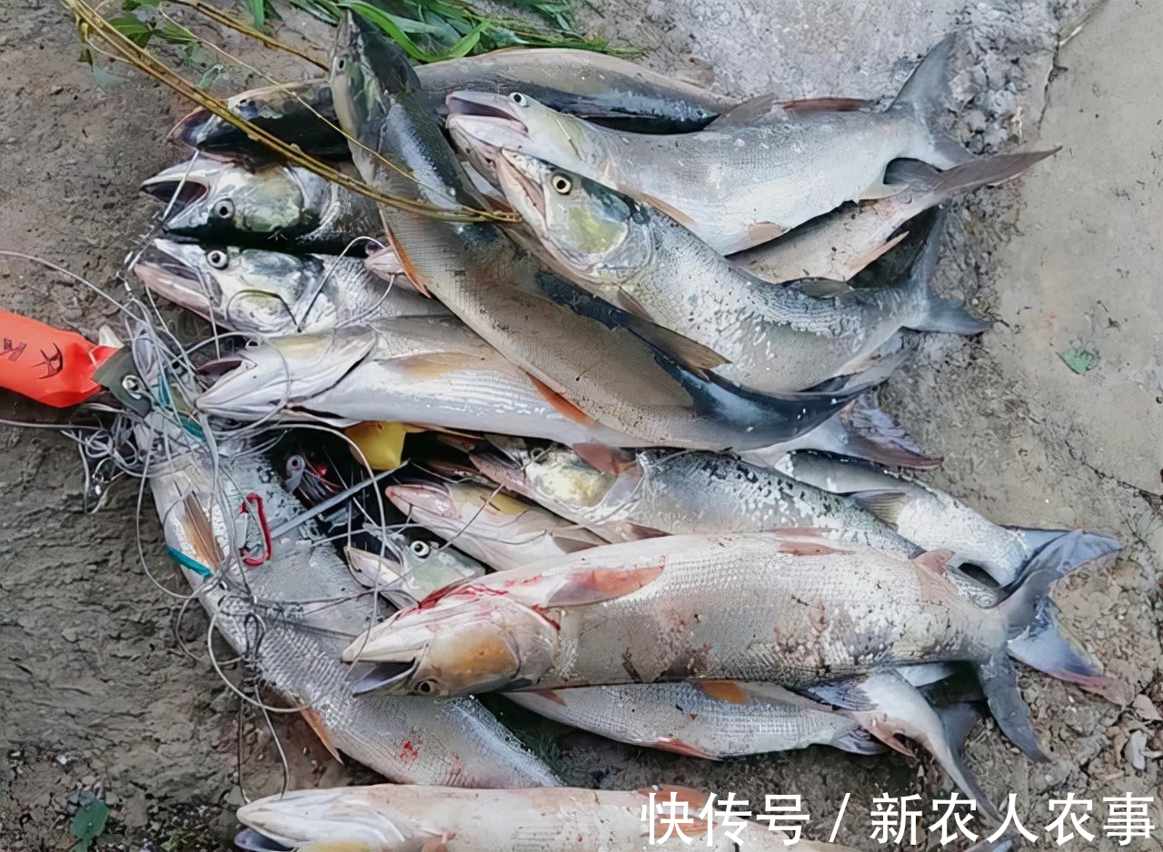 江苏一男子野钓捅了水老虎窝，一不小心就爆护了，网友：适当索取