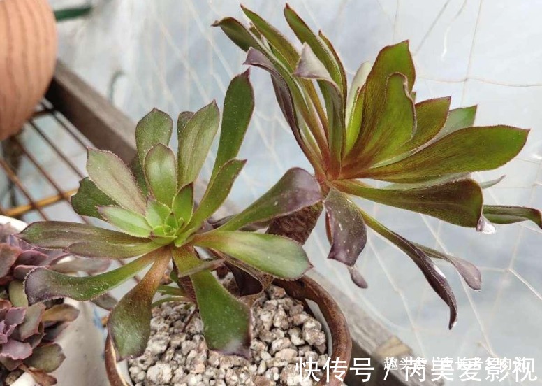 落叶|法师多肉一碰就掉叶子?两种原因和对应的处理方法,看看就学会了