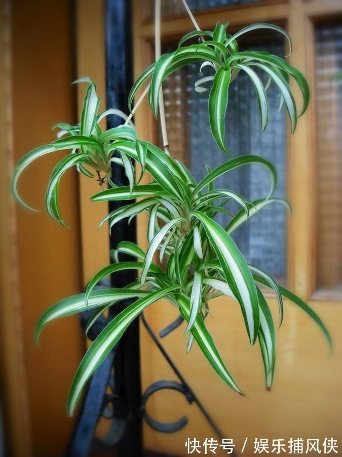 这些花不用太多光,放在家里的阴处养,开花大朵真漂亮