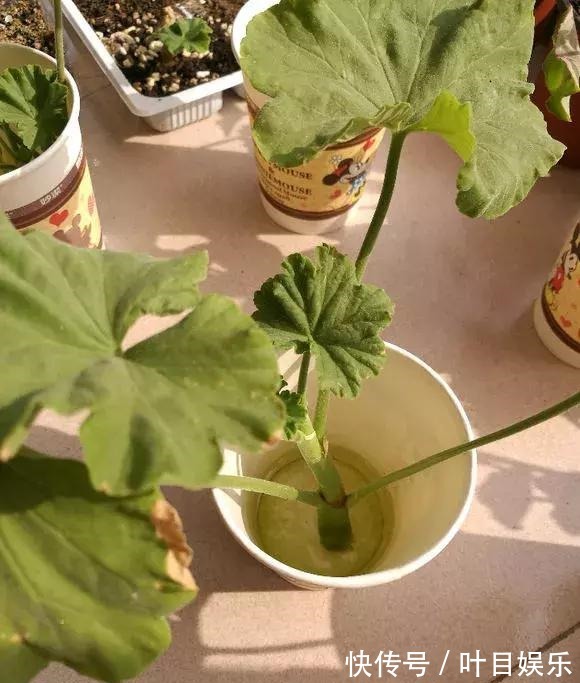 1种花太疯狂，花开300多天，剪根枝条插水里就活，当年就开花！