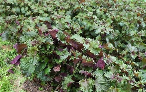 这种叶子夏天到处是,泡茶喝散寒解毒、降压降脂阳台就能种