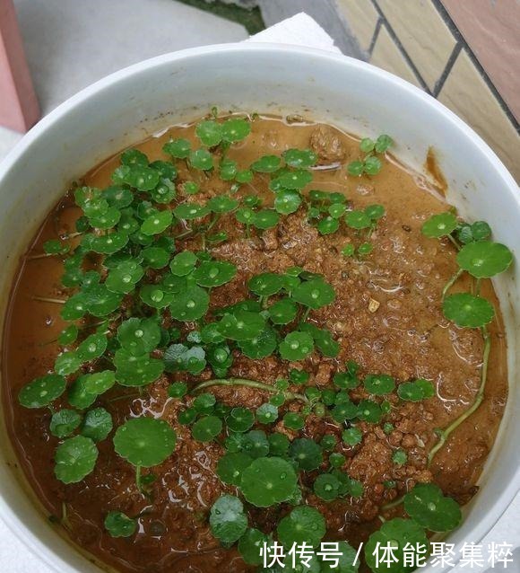 铜钱草不长个“从里到外”改一改,猛蹿10厘米,大叶挤满小花盆!