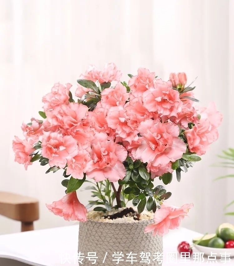 叶片|家养六种花,个个都是“醋坛子”,隔几天喝一点醋,叶子绿油油的,越长越旺盛