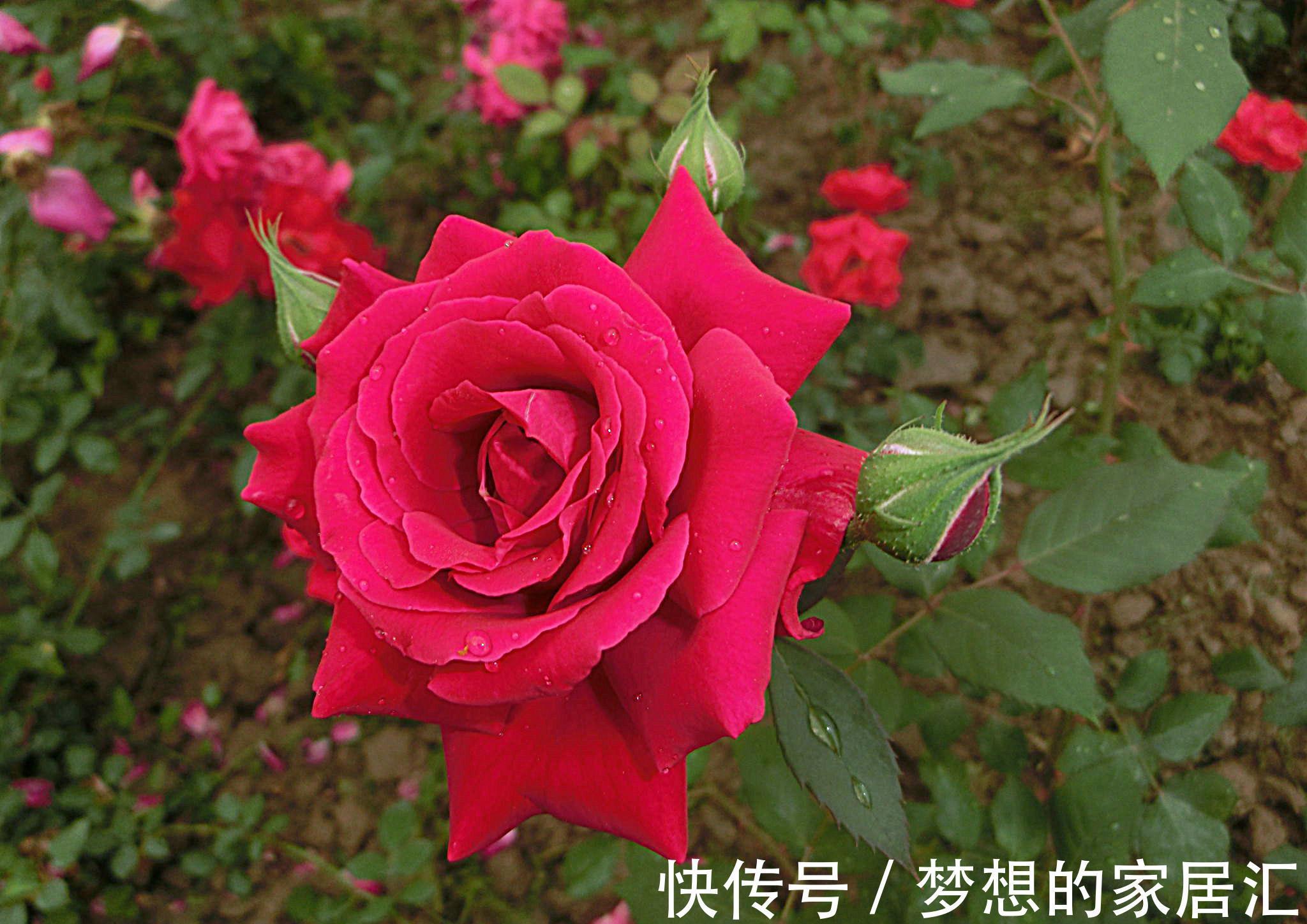 花海|养花试试这几款,开花艳丽,让你的阳台轻松变花海