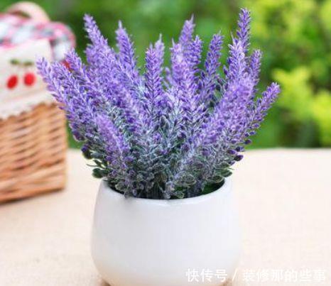 对待新手超友好的花卉,沾土就能活,一开就是300多天