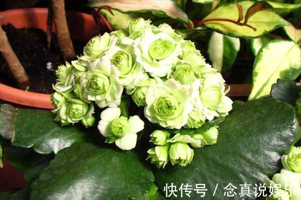 花色|丹麦盆栽花卉之冠圣诞伽蓝菜长寿花色丰富，理想的室内花卉