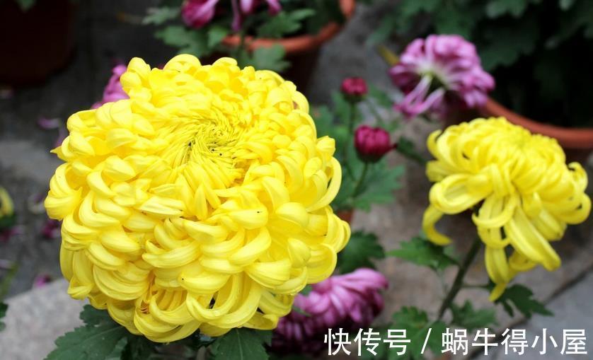 养护|做好3件事,养殖高雅的菊花,植株一年中开花不止一次