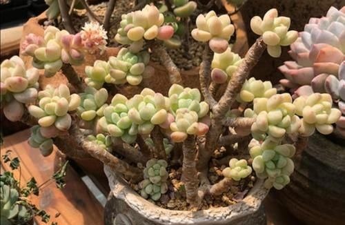 养多肉植物,用上4个“小技巧”,长成老桩更漂亮