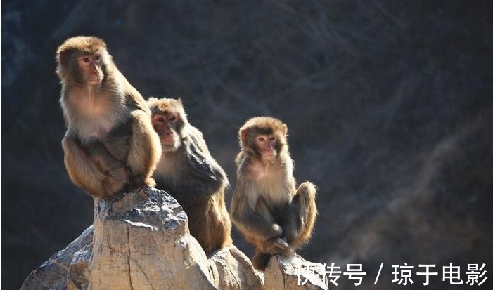 生肖|未来十五天，大运将至！喜讯围绕的3生肖，让人高攀不起