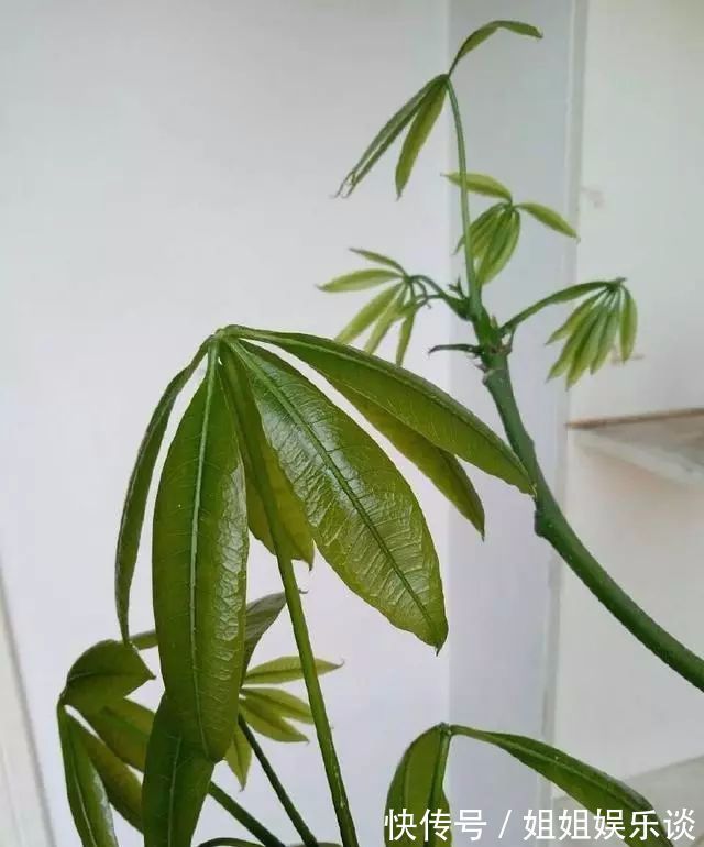 喷洒|给发财树喷一点小玩意，叶子翠绿发光，新芽新枝条蹭蹭冒