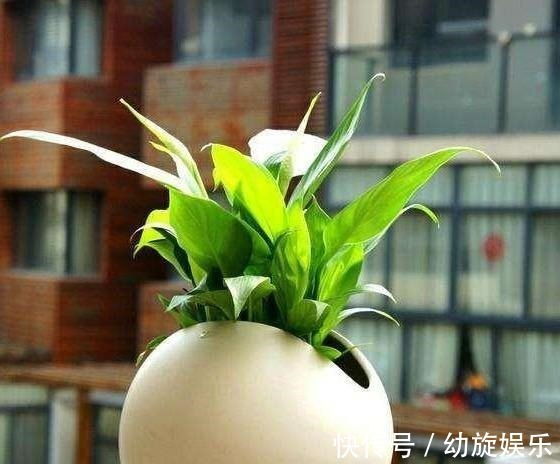 缺水|白掌这样养，保证花多叶亮，不蔫软，不黄叶，真的一帆风顺！