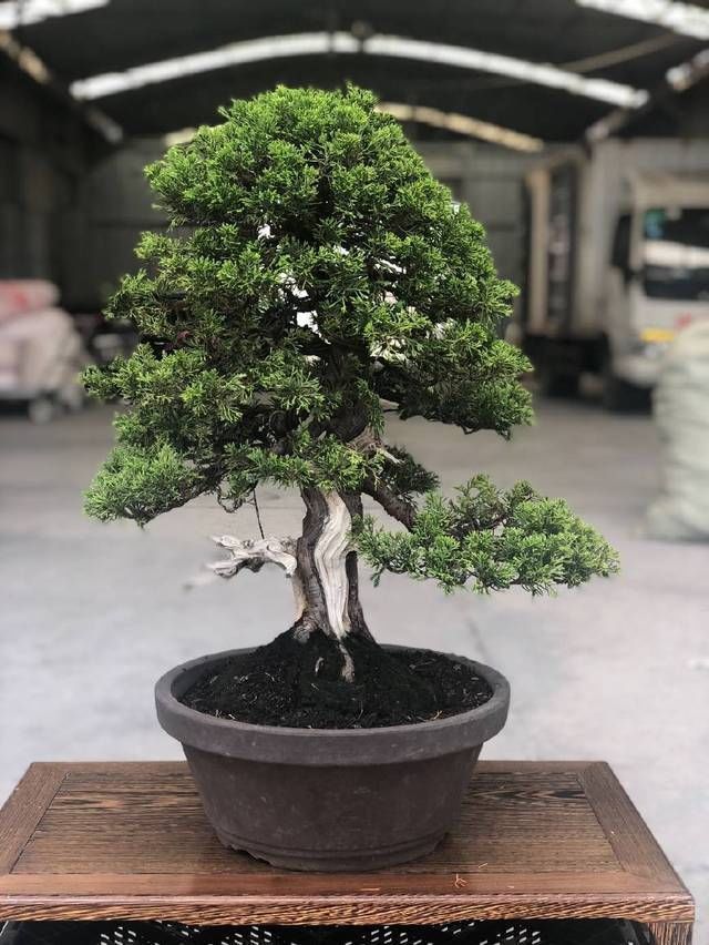 老伯|农村老伯分享的几盆真柏树盆景,盆盆都是精品,不同角度不同的美