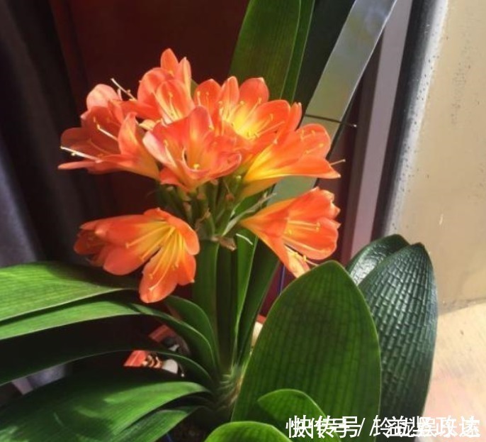 根系|君子兰僵苗、黄叶怎么办1个方法一次性解决，到了花期准时开花