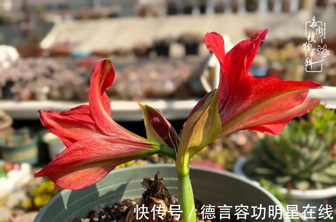 最美四月天,去杨姐的屋顶花园,赴一场花约!