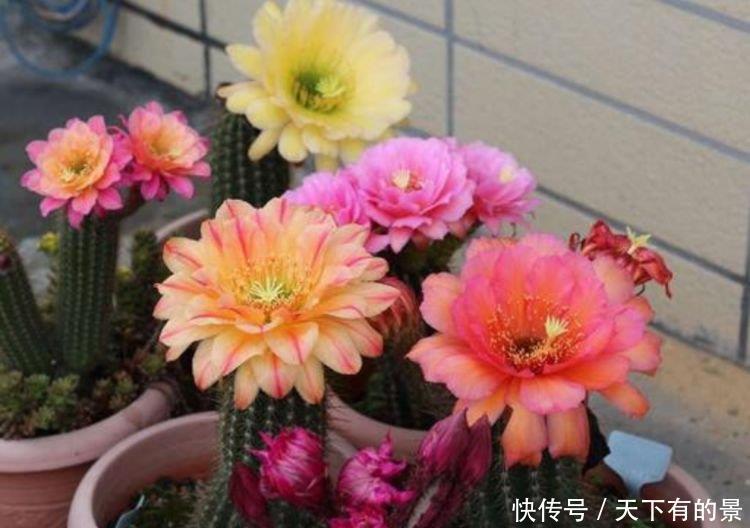 4种花是懒人的最爱，有阳光就爆盆，不用管理也能长得旺