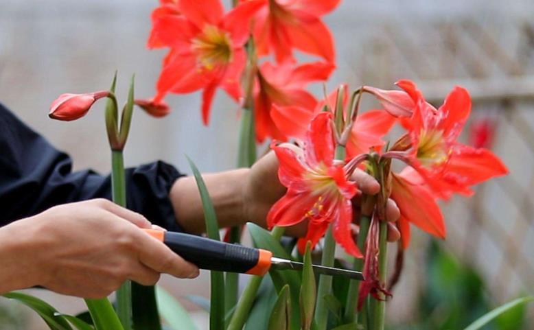 朱顶|都知道朱顶红休眠要“剪叶”,剪叶伤口处理很关键,否则容易烂球