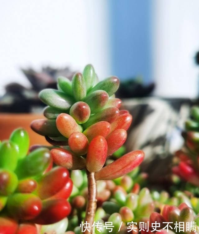 爱之蔓|你红尖尖,我红边边