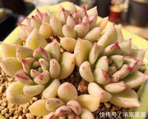 病害|4种进入“黑名单”的多肉,再便宜也不能买,谁买谁后悔!