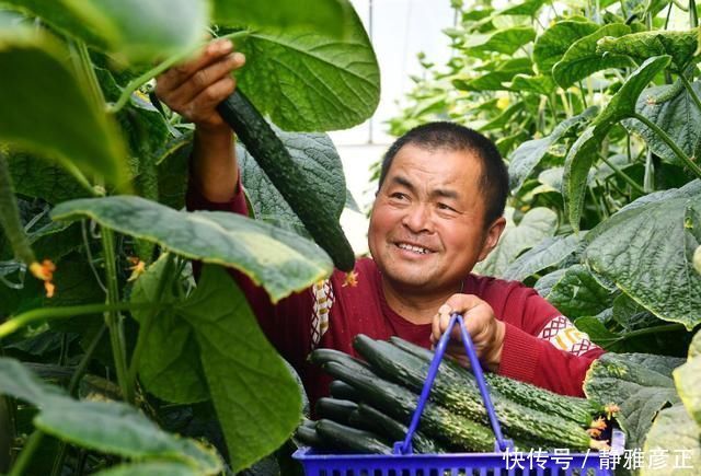 买黄瓜时,遇到4种转身就走,5毛1斤也不要,为了健康别图便宜