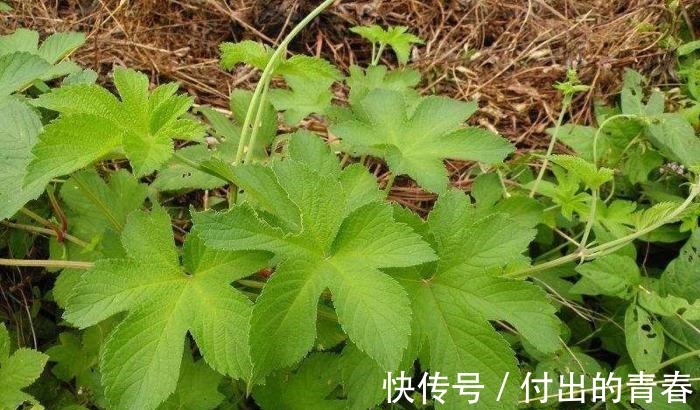 药膏|它在草丛中随处可见, 没想到它可以搞定皮肤瘙痒、痔疮以及小便问题!