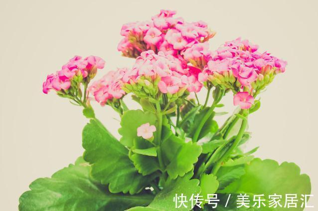 长寿花有“4喜”，顺着喜好养，花开一大盆，真漂亮