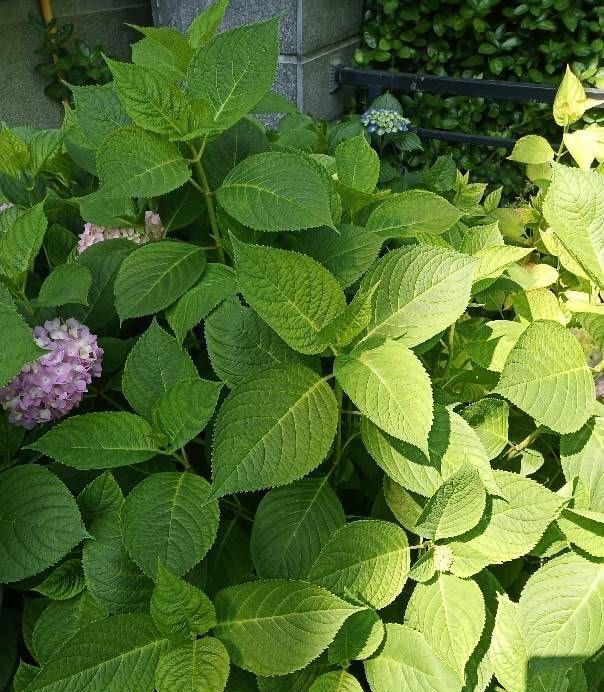 夏季|绣球花凋谢了之后,做好“3步”,来年花球更大,花开爆