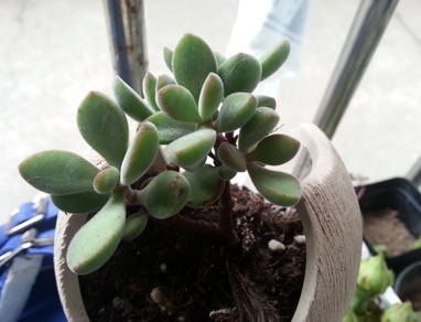 肯定有很多人都喜欢多肉植物吧,今天教你如何种植多肉植物!