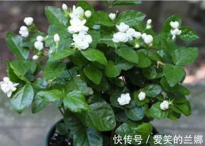 杜鹃花|家里养上4种花,花开一茬又一茬,美不胜收,人见人爱!