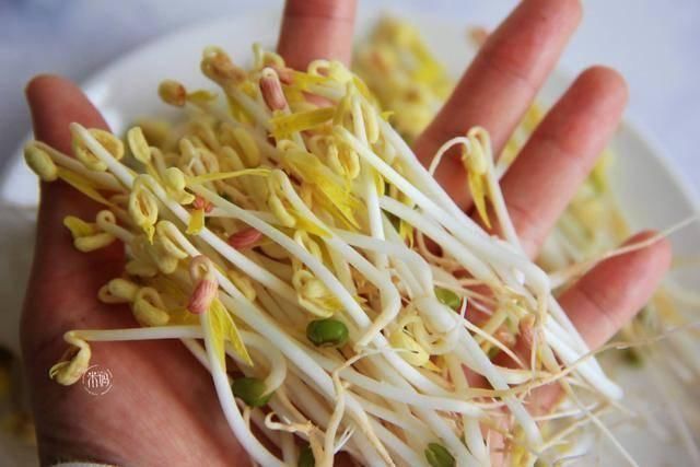 这个发豆芽小秘方,姥姥用了半辈子,又粗壮又脆嫩,3天就能吃