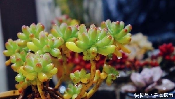 多肉界极好养活的品类——乙女心,人人都可以养成老桩