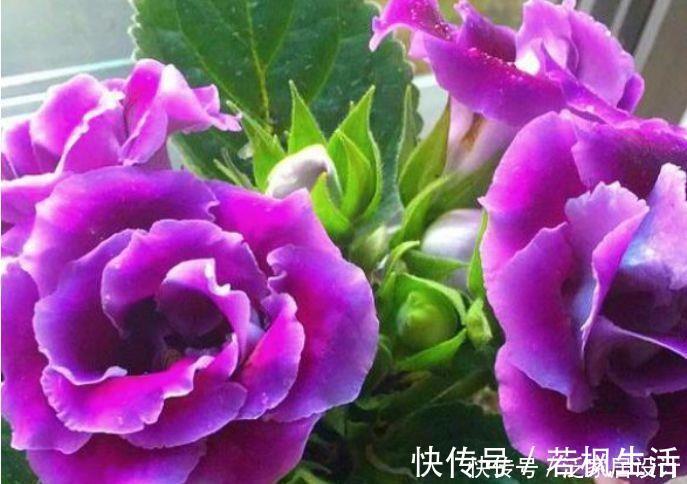 种花|香气浓郁的5种花，家里养一盆，满屋飘香，颜值超高好喜欢