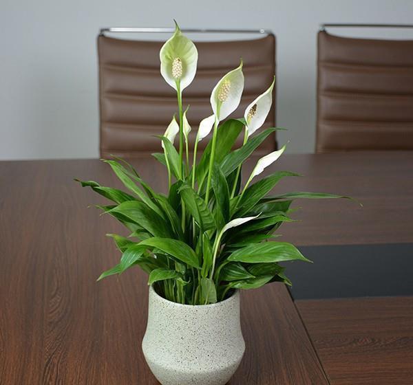 5种“耐阴花”,养在北阳台上不见光,开花也很爆