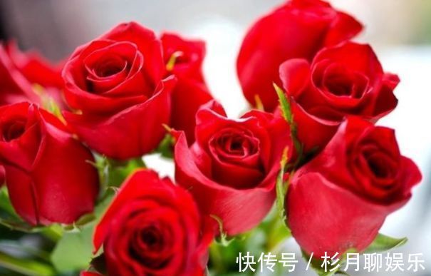 萝藦科|喜欢养菊，不如试试“玫瑰精品”卡罗拉，花色红艳似火，热情奔放