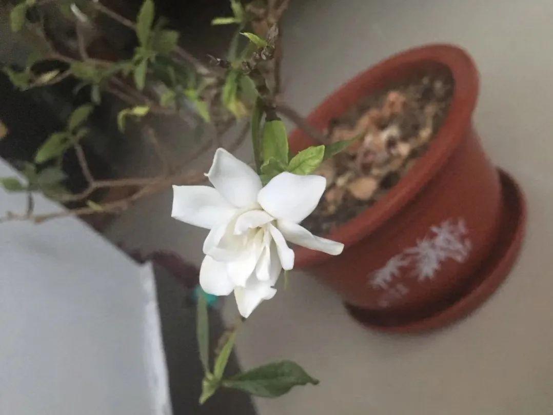 花苞|公认难养的花,养一盆死一盆,从来没有养活过!
