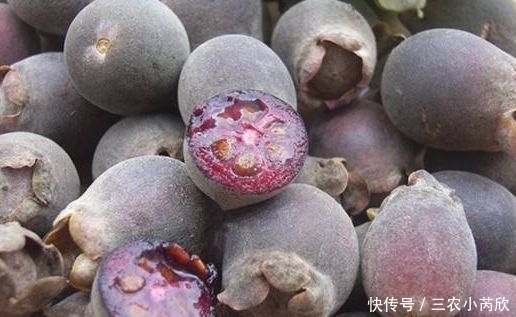 水果|农村称“水果之王”的野果,以前不要钱随便摘,现在才知价值珍贵