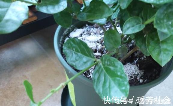 茉莉花|养好茉莉花,这一步“不能缺”花开一茬接一茬,连续不间断