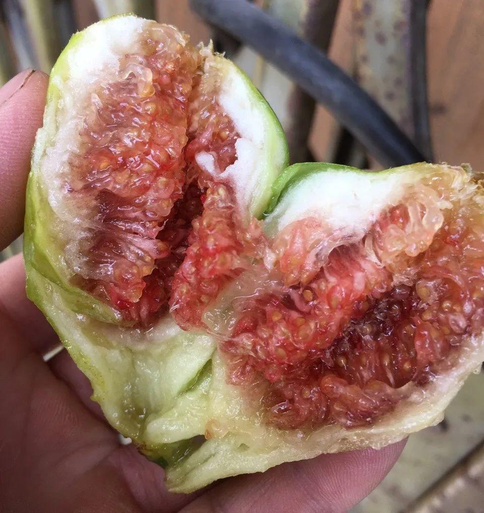 阳台养这10种菜,长得快、结果多,全家都够吃!