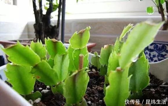 养花|养花爱好者看过来这15种花现在“扦插”,生根快,一个周就长芽