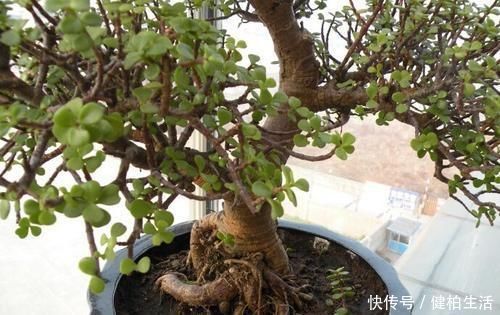 枝叶|这2种树,是养“高价老桩”的首选,木质化强,5个月就能养成功