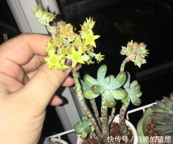 多肉小菜虫:十几个头的多肉,竟被玄灰蝶吃“空”了!